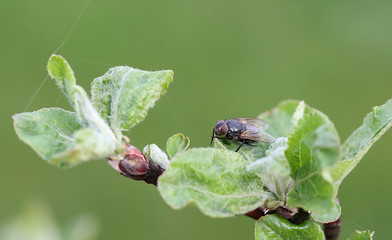 Fly on the young green leaves of an apple tree