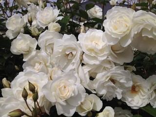 White roses in full bloom, Tasmania, Australia