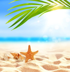 Fototapeta na wymiar Summer beach with starfish and seashell on sand and palm leaf.