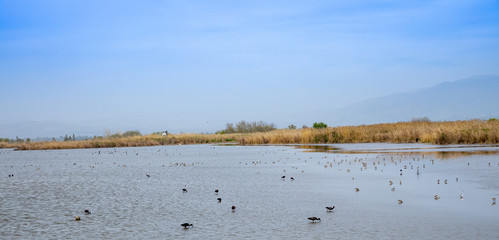Agmon aHula - lake and nature reserve for birds