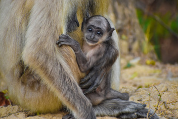 Black and white monkey  in hands of his mother,mother holding her baby  ,Vervet baby monkey ,Uttarakhand  in jim Corbett. Deep S. Nahar