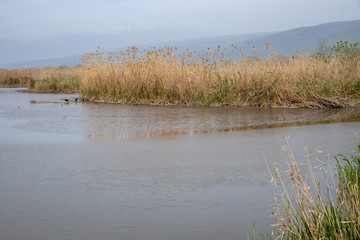 Agmon aHula - lake and nature reserve for birds