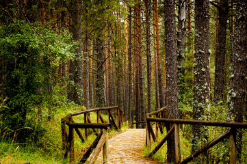 path cross the forest