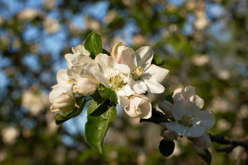 Vintage photo of a white cherry blossom and Apple tree in spring, a blooming garden on a Sunny spring day.