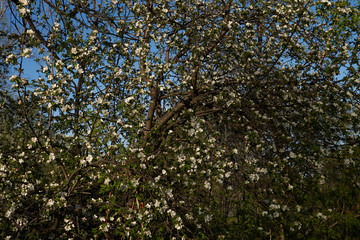 Fototapeta na wymiar Vintage photo of a white cherry blossom and Apple tree in spring, a blooming garden on a Sunny spring day.