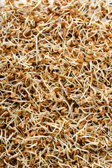 close up view of fresh sprouts background