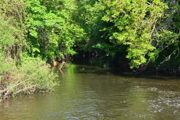 The River Mole early in the morning in Spring 2020.