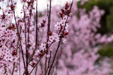 Hermosa Sakura o Flor de Cerezo japonés