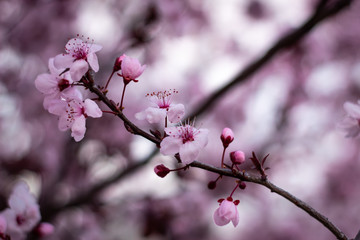 Hermosa Sakura o Flor de Cerezo japonés