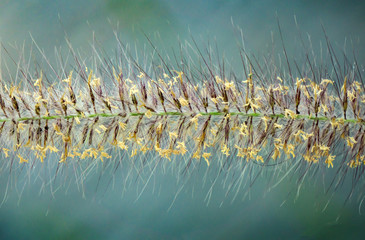 Single Poaceae Grass Flowers Close up