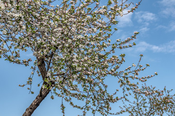 Blooming apple tree on a spring day with blue sky