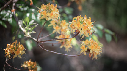 a blooming flower in a green forest in spring