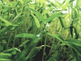 Fototapeta premium green corn field