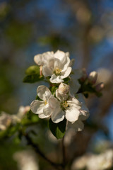 Vintage photo of a white cherry blossom and Apple tree in spring, a blooming garden on a Sunny spring day.