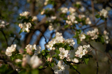 Vintage photo of a white cherry blossom and Apple tree in spring, a blooming garden on a Sunny spring day.