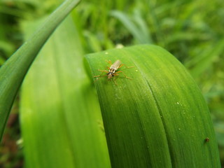 ジョウカイボン soldier beetle