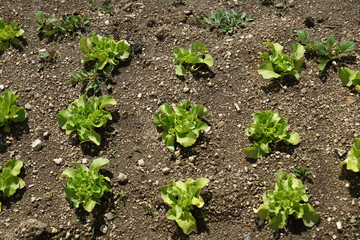 salad garden in Bavaria carefully maintained