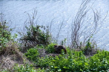 Coypu in a green meadow near a lake