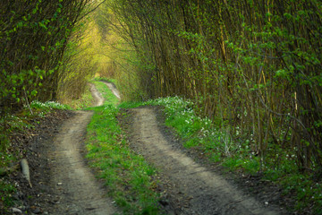Fototapeta na wymiar Dirt road through the dense forest, view on a spring day