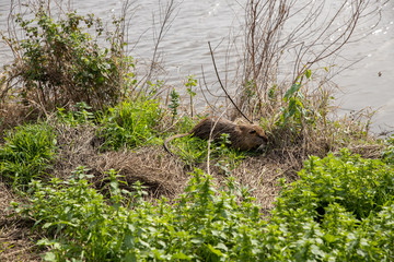 Coypu in a green meadow near a lake