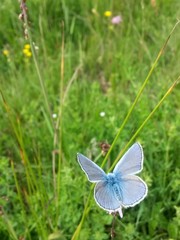 blue butterfly sitting on flower in spring time on sunny day