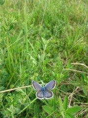 blue butterfly sitting on flower in spring time on sunny day