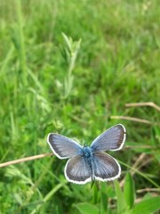 blue butterfly sitting on flower in spring time on sunny day