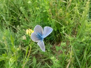 blue butterfly sitting on flower in spring time on sunny day