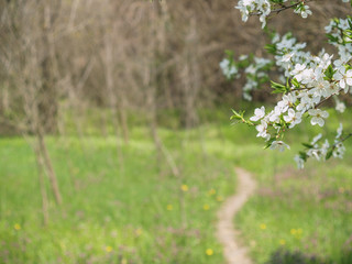 branch of a blossoming cherry