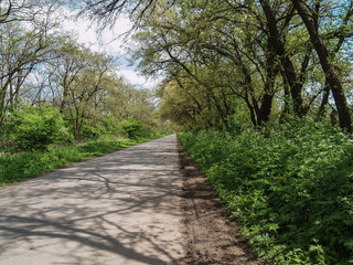 road through a green forest