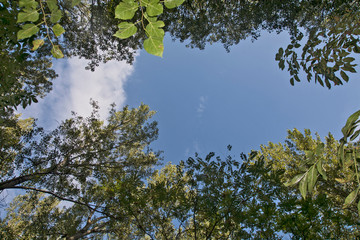 Through the branches of the sky