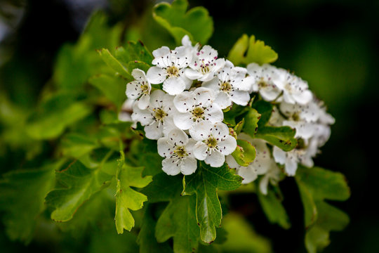 White flowers on a hawthorn bush in spring, with a shallow depth of field