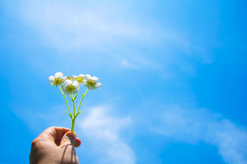 Fototapeta na wymiar Beautiful fresh flowers on a classic blue sky background in hand. screensaver concept