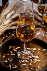 Tasting glasses with aged Scotch whisky or bourbon on old dark wooden vintage table with barley grains