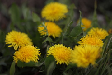 yellow dandelions in the garden