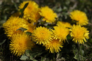 yellow dandelions in the garden