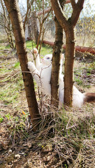 Playful cute white kitten with beautiful blue eyes in the sunlit spring garden.