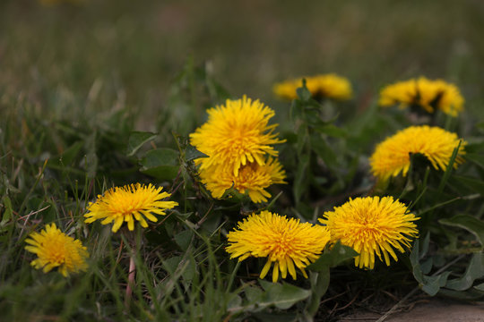 Yellow Dandelions In The Garden