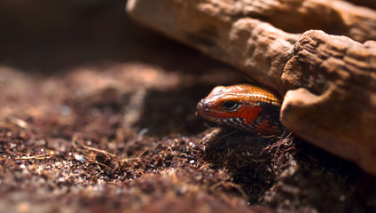 Close-up dangerous Grass  Golden Tree Snake head Isolated on black background
