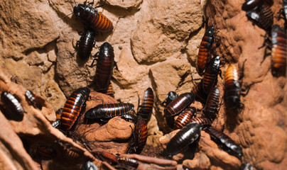 Macro Creepy close up of A lot of Madagascar hissing cockroach on wood branch .  Common household Madagascan giant cockroaches bugs crawling . Dirty disgusting gross insect hygiene concept.