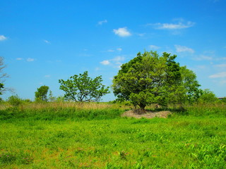 Fototapeta premium 新緑の木のある初夏の江戸川河川敷風景