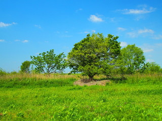 新緑の木のある初夏の江戸川河川敷風景