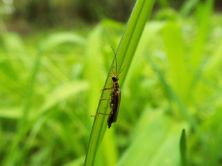 ジョウカイボン soldier beetle