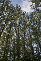 Fototapeta premium Through the branches of the sky