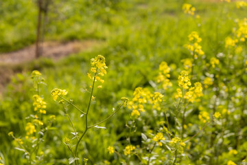 Green field with wild plants