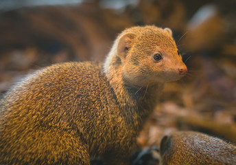 Curious Common dwarf mongoose family with kid  (Helogale parvula) in a zoo cage