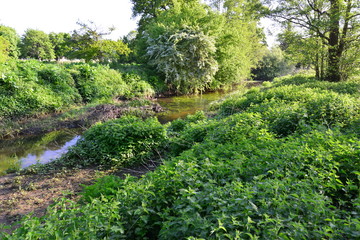 Fototapeta na wymiar The River Mole early in the morning in Spring 2020.