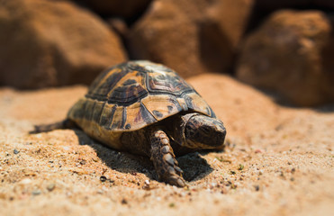 Close up Macro Sea turtle crawl on the Sand , close-up picture of Loggerhead turtle, Caretta caretta ,  Galapagos tortoise Big turtle , Beach animal in the National  zoo