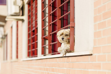 Little dog Looking Out a Window in the time of confinement due to the Covid-19 pandemic
