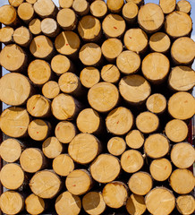  Lot of many  Wood Trunk oak Trees round teak log cut section stumps background pattern backdrop